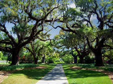 Magnificent Live Oaks at Brookgreen Gardens